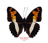 Adelpha erymanthis (Peru)